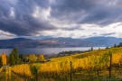 Stormy Autumn Vineyard 161022-6249